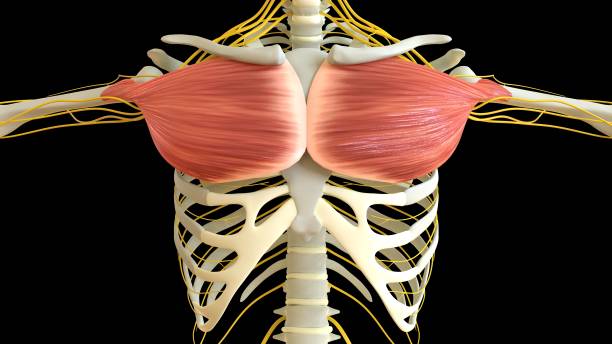 anatomie du muscle pectoral pour le rendu 3d du concept médical - cervicis photos et images de collection