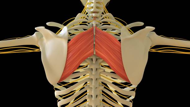 rhomboïde major muscle anatomie pour le rendu 3d du concept médical - cervicis photos et images de collection