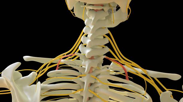 scalenus posterior anatomie musculaire pour le rendu 3d du concept médical - cervicis photos et images de collection