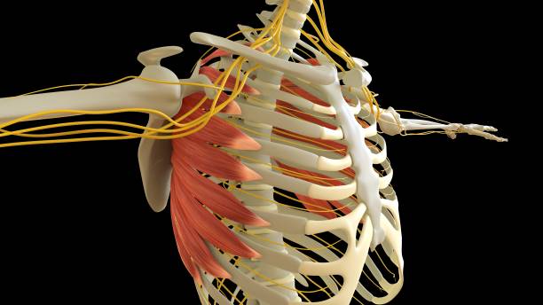 serratus_anterior_muscle anatomie pour le rendu 3d du concept médical - cervicis photos et images de collection