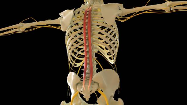 anatomie musculaire de spinalis pour le rendu 3d du concept médical - cervicis photos et images de collection