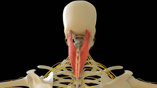 splenius capitus anatomie musculaire pour le rendu 3d du concept médical - cervicis photos et images de collection