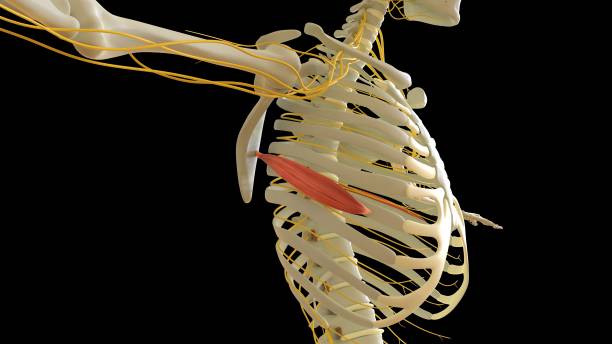serratus_anterior_muscle anatomie pour le rendu 3d du concept médical - cervicis photos et images de collection