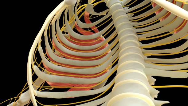 serratus_anterior_muscle anatomie pour le rendu 3d du concept médical - cervicis photos et images de collection