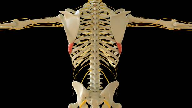 serratus_anterior_muscle anatomie pour le rendu 3d du concept médical - cervicis photos et images de collection