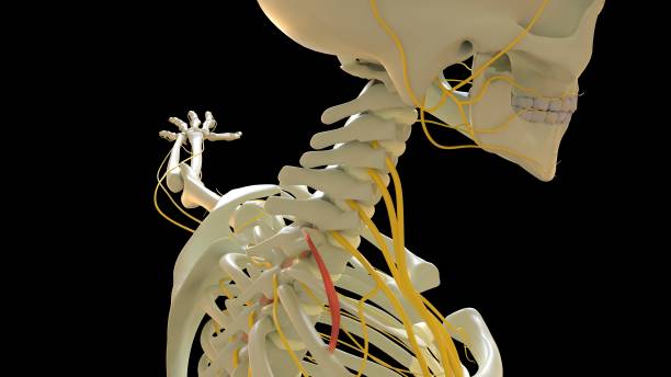 scalenus posterior anatomie musculaire pour le rendu 3d du concept médical - cervicis photos et images de collection