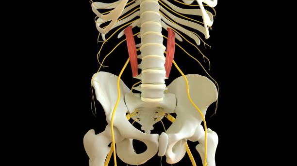 quadratus lumborum anatomie musculaire pour le rendu 3d du concept médical - cervicis photos et images de collection