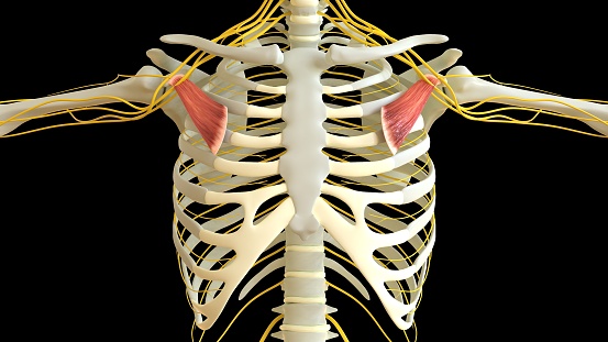 Pectoralis Minor Muscle anatomy for medical concept 3D illustration