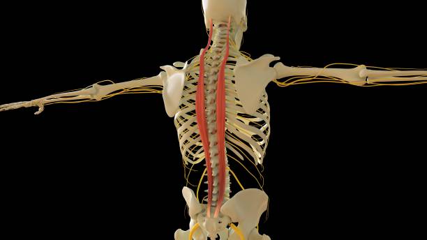 longissimus anatomie musculaire pour le rendu 3d du concept médical - cervicis photos et images de collection