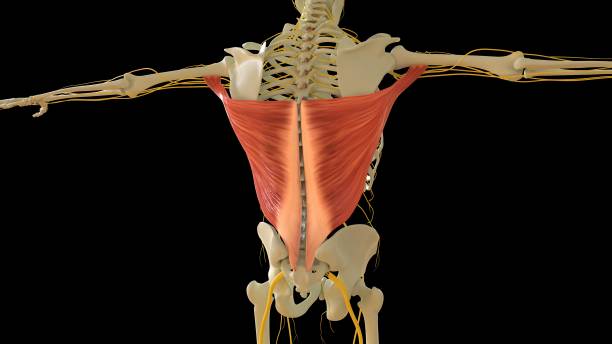 latissim anatomie musculaire pour le rendu 3d du concept médical - cervicis photos et images de collection