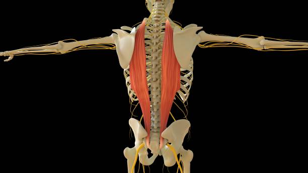 anatomie musculaire ilcostale pour le rendu 3d du concept médical - cervicis photos et images de collection