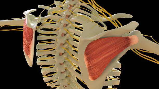 infraspinatus anatomie musculaire pour le rendu 3d du concept médical - cervicis photos et images de collection