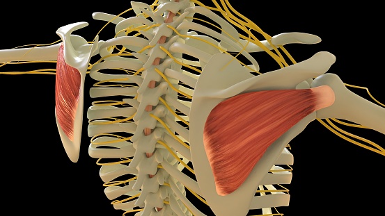 Infraspinatus Muscle anatomy for medical concept 3D illustration