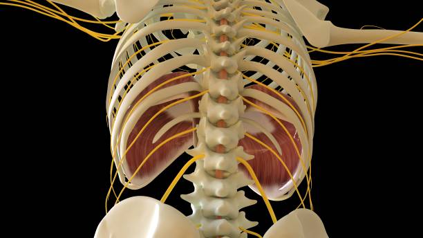 diaphragme anatomie musculaire pour le rendu 3d du concept médical - cervicis photos et images de collection