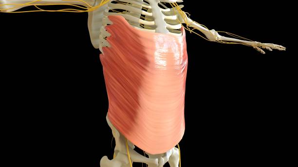 anatomie du muscle oblique externe abdominal pour le rendu 3d du concept médical - cervicis photos et images de collection