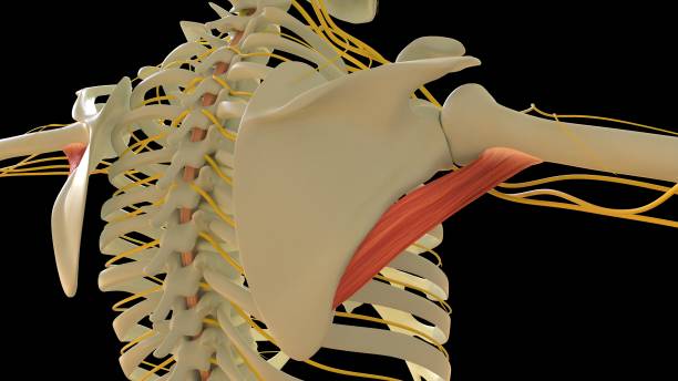 teres major anatomie musculaire pour le rendu 3d du concept médical - cervicis photos et images de collection