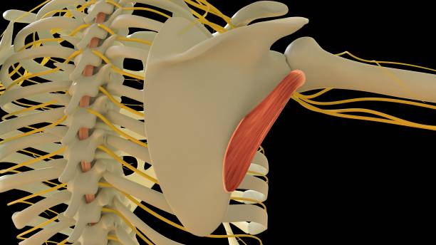 teres minor anatomie musculaire pour le rendu 3d du concept médical - cervicis photos et images de collection
