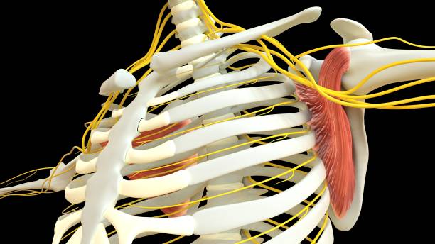 anatomie musculaire sous-scapulaire pour le rendu 3d du concept médical - cervicis photos et images de collection