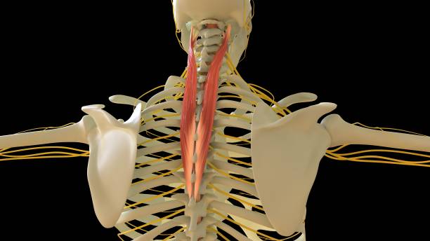splenius cervicis anatomie musculaire pour le rendu 3d du concept médical - cervicis photos et images de collection