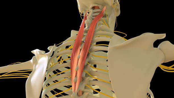 splenius cervicis anatomie musculaire pour le rendu 3d du concept médical - cervicis photos et images de collection