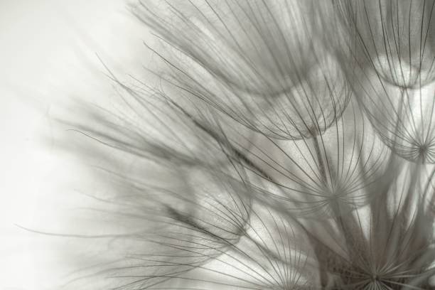 istock Grayscale wallpaper of dandelions 1451823260