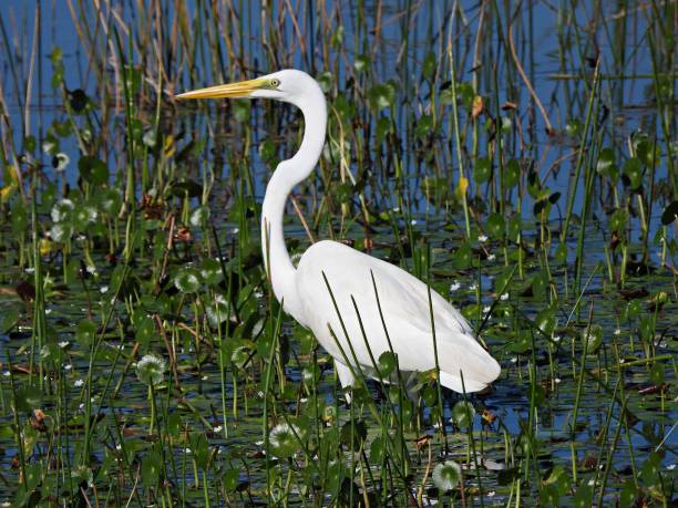 istock Great Egret (Ardea alba) foraging in the Florida wetlands 1451823443