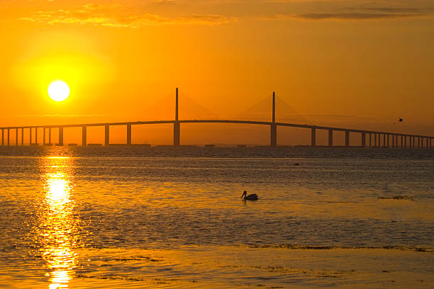 Brown Pelican swimming past Tampa Bay Skyway Bridge at sunrise