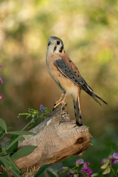 sokół amerykański sokół amerykański siedzący na drewnianym pniu drzewa, zwany także jastrzębiem wróbla - kestrel hawk beak falcon zdjęcia i obrazy z banku zdjęć