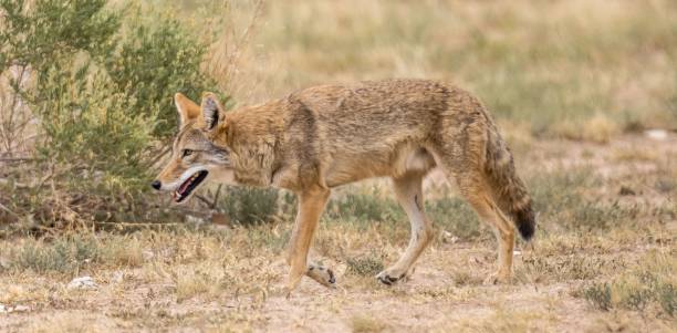 istock Coyote in the wilderness surrounded by wild nature in daylight 1451824449
