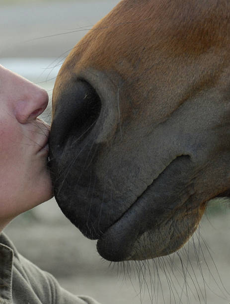 istock Kissing a Horse 145182463