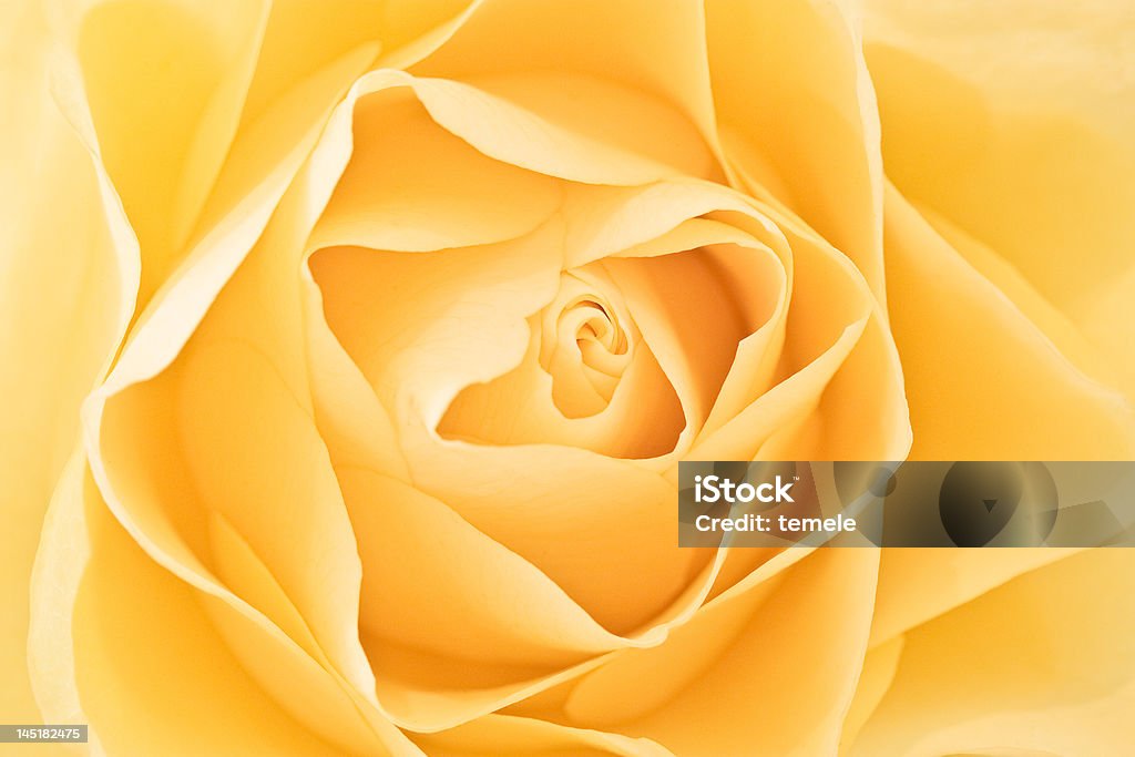 Rosa amarela - Royalty-free Laranja - Cores Foto de stock