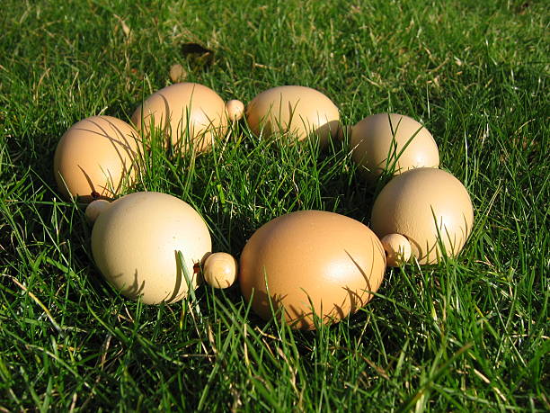istock wreath out of eggs 145182651