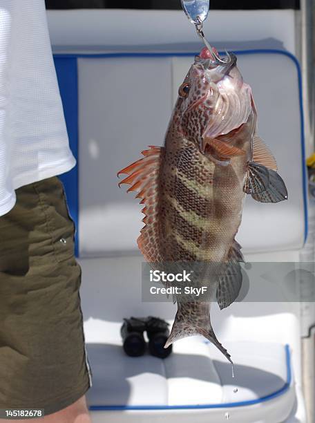 Foto de Garoupa Do Gancho e mais fotos de stock de Garoupa - Garoupa, Anzol de pesca, Atividade Recreativa