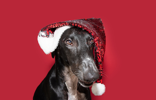 Portrait greyhound dog wearing a santa claus hat celebrating christmas. Isolated on red colored background