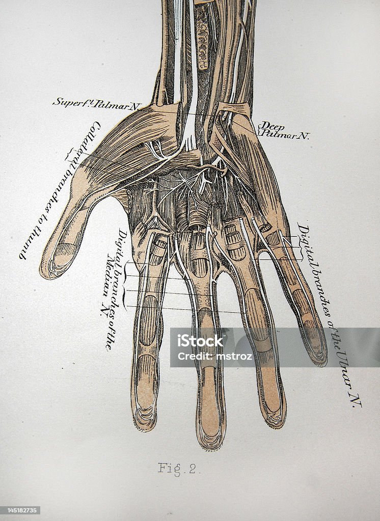 Antikes medizinische Illustration/Hand, Muskeln & Gewebe - Lizenzfrei Fingerknöchel Stock-Foto