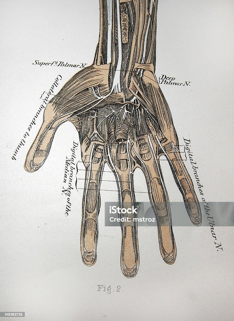 앤틱형 디스트리토 일러스트/손, 근육 & 조직 - 로열티 프리 가락뼈 스톡 사진