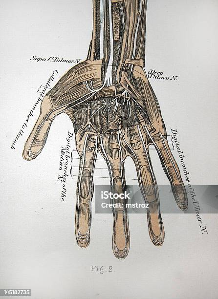 앤틱형 디스트리토 일러스트손 근육 조직 가락뼈에 대한 스톡 사진 및 기타 이미지 - 가락뼈, 꼬리감기, 사람 뼈