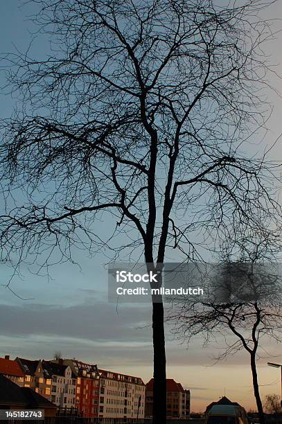 Branches Stock Photo - Download Image Now - City, Growth, In Silhouette