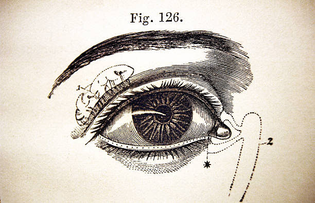 medizinische illustration von ein menschliches auge - augenhöhle stock-grafiken, -clipart, -cartoons und -symbole