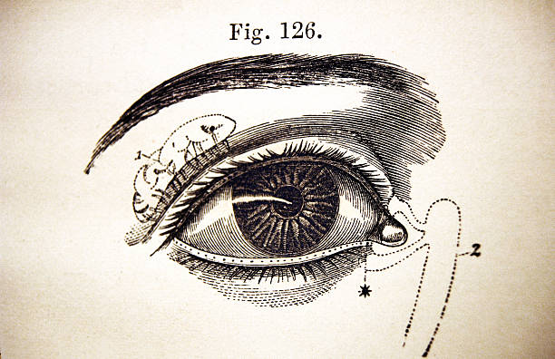 Medical Illustration of a Human Eye vector art illustration