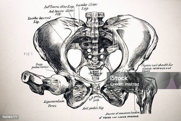 Antyczne Ilustracja Medyczny Ludzka Kość Miedniczna - zdjęcia stockowe i więcej obrazów Biodro