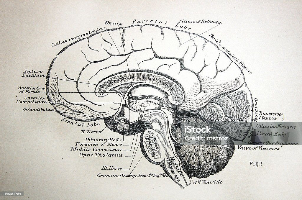 Antigo ilustração médica do cérebro-direita - Royalty-free Doença Mental Ilustração de stock