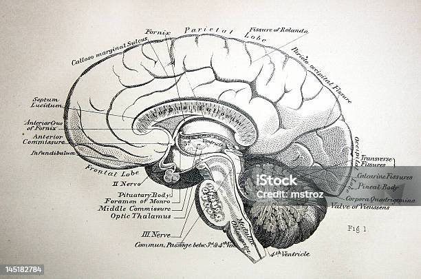 Antigo Ilustração Médica Do Cérebrodireita - Arte vetorial de stock e mais imagens de Doença Mental - Doença Mental, Doença de Parkinson, Ilustração biomédica