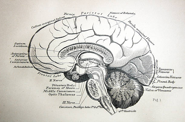 Antique medical illustration - right brain http://thebrainstormlab.com/banners/ami_banner.jpgThis is an antique medical illustration of a right brain half. cerebellum illustrations stock illustrations