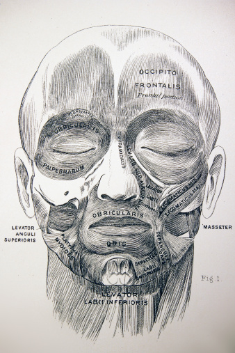 This is an antique medical illustration of the muscular structure in a human face.