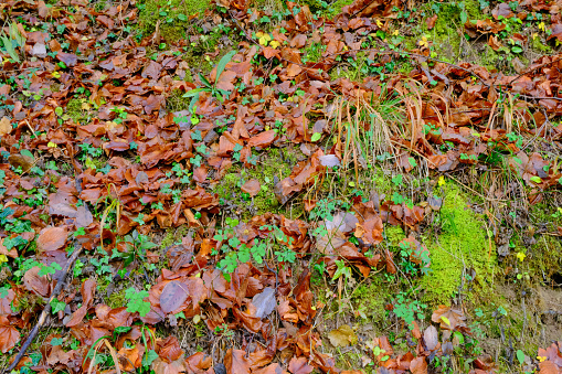 Detail of mountain floor with dry leaves, ivy, moss, boxwood, holm oak,... tapestry. Autumn or winter forest background. Humidity and cold.