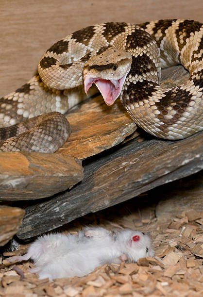 ラトルスネークは、キル - timber rattlesnake ストックフォトと画像