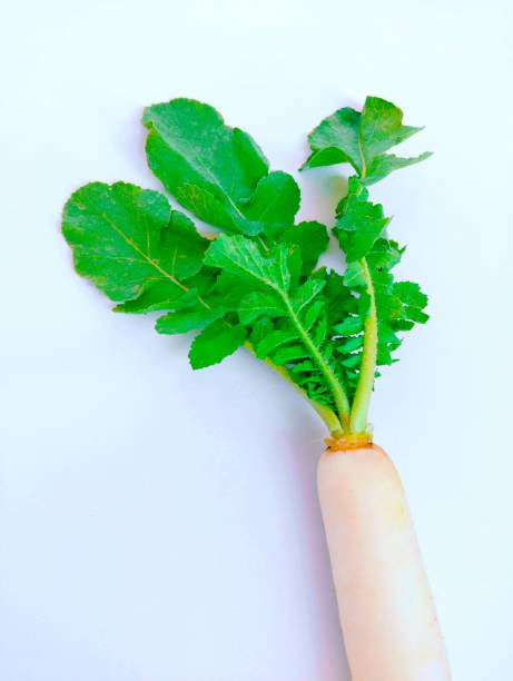 istock Daikon white radish mooli whiteradish miyashige-radish raphanus sativus var.longipinnatus winter-radish big-root napiform root oriental-radish long-white-radish vegetable food closeup view image photo 1451829681