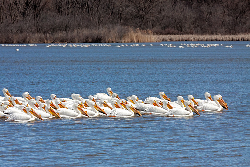 A squadron of pelicans floats across the calm waters of a deep blue lake.