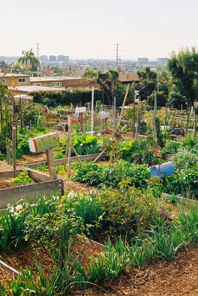 городская ферма лос-анджелеса - vegetable garden urban scene city life community garden стоковые фото и изображения